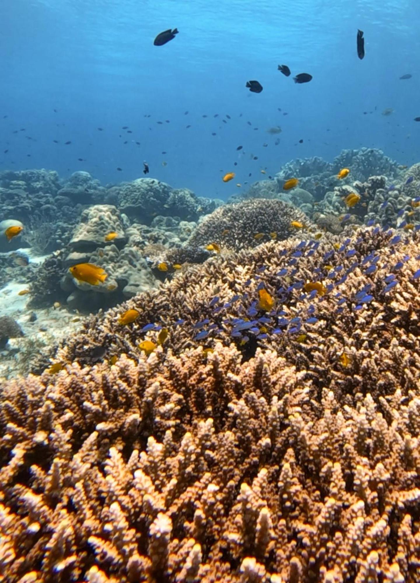 La Pang Resort 라팡리조트 Panglao Exteriör bild